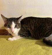 Fundtier Tier-ID 39313